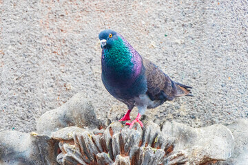 Pigeon bird sits on city building San José Costa Rica.