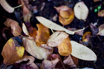 Tiny leaves close up autumn colours 