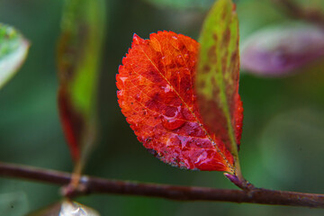 Closeup natural autumn fall view of red orange leaf on blurred background in garden or park selective focus. Inspirational nature october or september wallpaper. Change of seasons concept