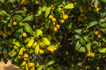Fruits of the fields of Spain in autumn , wild mushrooms , quinces , strawberry trees , and acorn.