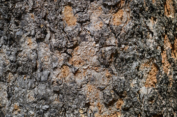 Bark texture background