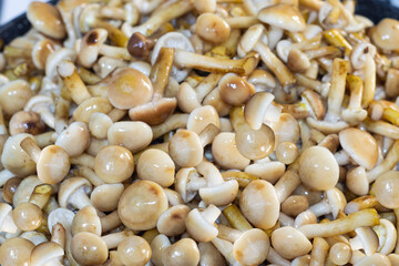 Close-up of a frying pan with fresh raw mushrooms. Cooking concept, selective focus