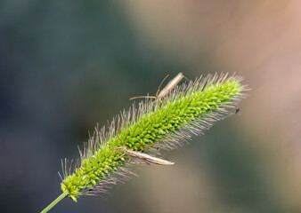 Zwei Schreckenartige Insekten sitzen auf dem Samenteil einer Graspflanze.
