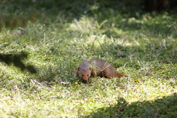 Ferret on the grass, in Tanzania