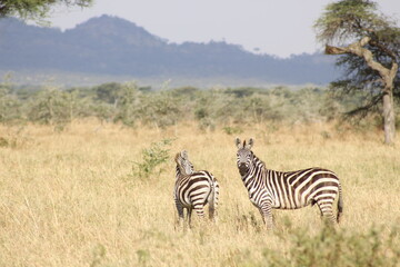 Fototapeta na wymiar Zebras in the wild Massai Mara park in Kenya, Africa.