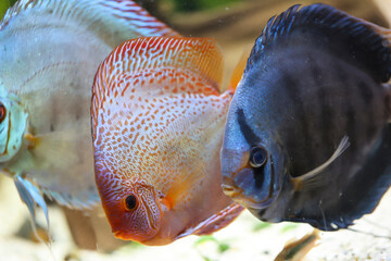 Blick auf Diskusfische, die im bepflanzten Aquarium schwimmen. Tropische Fische.
