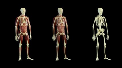 The hologram of Three rotating particle skeleton