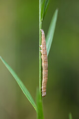 Portrait, Nahaufnahme einer Schmetterlingsraupe an einer Pflanze.
