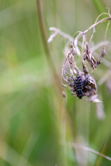 Eine Fliege, Insekt sitzt auf einer Pflanze.
