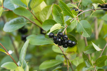 Close-up of a dark, ripe Aronia berries, Sorbaronia mitschurinii in Estonian garden, Northern...