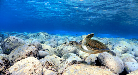 Sea turtle in the shallow blue waters. 