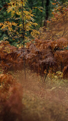 Beautyful ferns leaves in auturn