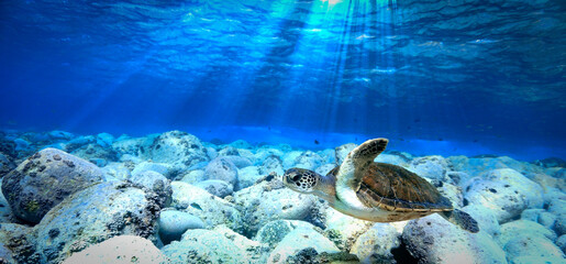 Underwater photo of sea turtle in the shallow blue waters and rays of light. From a scuba dive at...