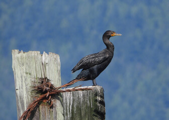 Portrait of Common Cormorant