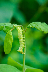 Portrait, Nahaufnahme einer Schmetterlingsraupe an einer Pflanze.

