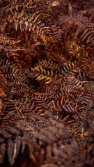 Beautyful ferns leaves in auturn