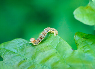 Portrait, Nahaufnahme einer Schmetterlingsraupe an einer Pflanze.
