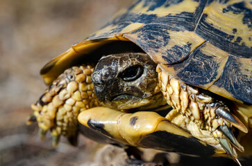 Portrait einer griechischen Landschildkröte mit ihren wunderschönen Gelb Schwarzen Panzer.