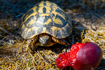Portrait einer griechischen Landschildkröte mit ihren wunderschönen Gelb Schwarzen Panzer.
