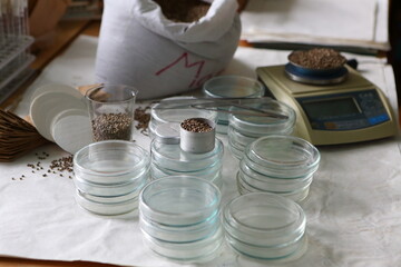 Laboratory experiments with hemp sativa