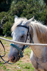 Portrait eines Pferd, eines Reitpferd mit Sattel in der freien Natur.