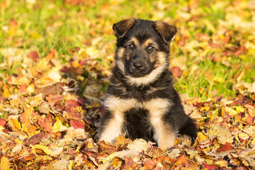 Obraz premium Incredibly adorable small puppy sitting on autumnal fallen leaves in Europe. 