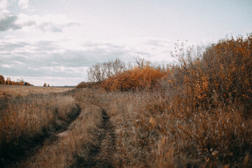 Fototapeta premium Country road in an autumn field