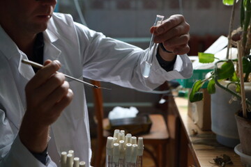 Sowing for phytopathogens. Hemp sativa laboratory research