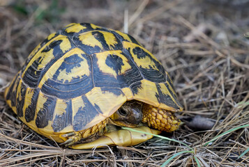 Portrait einer griechischen Landschildkröte mit ihren wunderschönen Gelb Schwarzen Panzer.