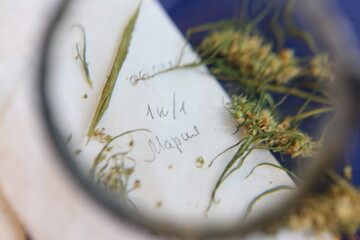 Scientist in the laboratory conducting experiments with hemp sativa