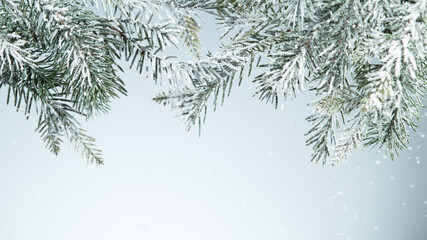 Fir tree branch covered with snow.