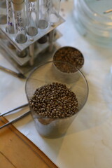 Scientist in the laboratory conducting experiments with hemp sativa