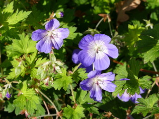 The richly blooming cranesbill can be found in many garden beds
