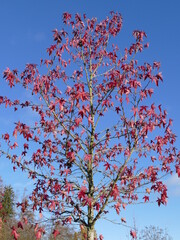 Autumnal red maple leaves against a blue sky