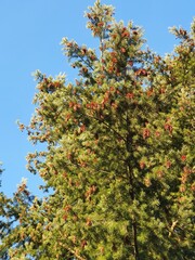Fototapeta na wymiar Green conifer and brown cones against a blue sky