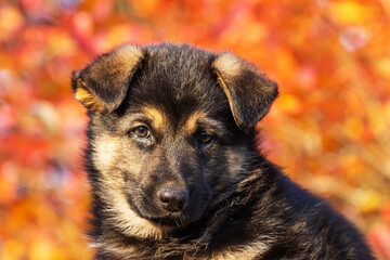 Portrait of an incredibly adorable puppy sitting in front of colorful autumn leaves in Europe.