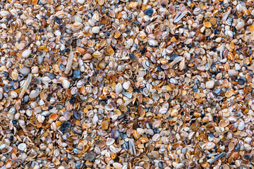 Muscheln am Strand von Scheveningen in Den Haag an der Nordsee, Niederlande, Holland - 463119096