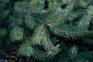 Pine branches in the rays of the setting sun