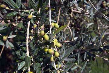 Olivenbaum