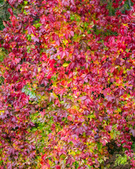 Sunny bright indian summer  natural autumn leaves virginia grape