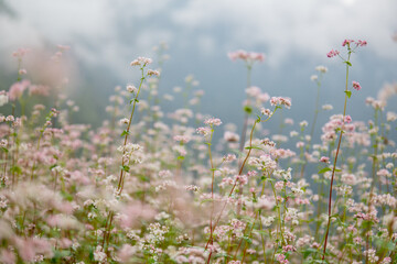 Monsoon Flowers - The Flowers available in Nepal