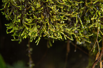 Monsoon Flowers - The Flowers available in Nepal