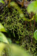 Monsoon Flowers - The Flowers available in Nepal