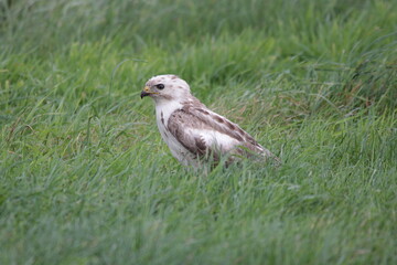 Mäusebussard