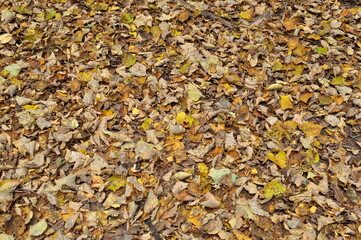 Yellow and dry leaves on the ground. Carpet on the ground made of leaves fallen from trees. Background, texture.