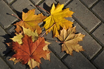 Maple leaves. Yellow and red maple leaves on the cobbled pavement. Autumn, background.