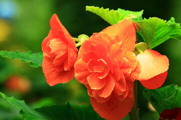 beautiful view of blooming Begonia flowers,close-up of orange Begonia flowers blooming in the garden