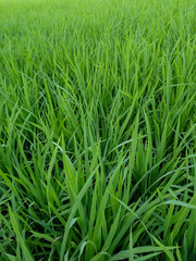 the green paddy rice field for the nature background pattern. fresh wallpaper of the agricultural landscape.