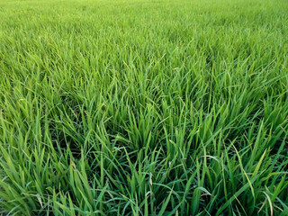 the green paddy rice field for the nature background pattern. fresh wallpaper of the agricultural landscape.