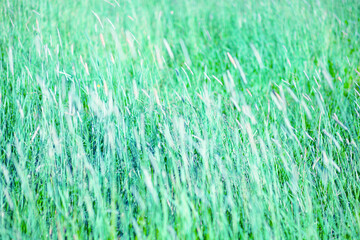 Meadow flowers in a blurred green background. Abstract blur backdrop. Free space for design